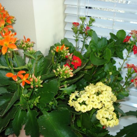 KALANCHOE